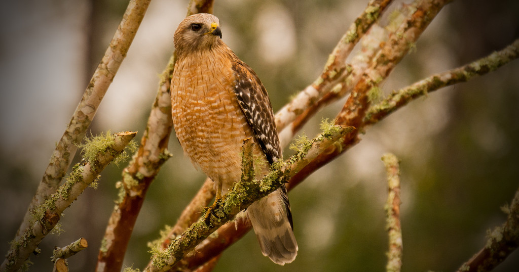 Red Shouldered Hawk on the Fungi! by rickster549
