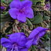 Purple flowers by madamelucy