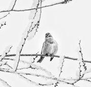 4th Feb 2019 - sparrow