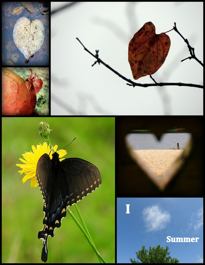 Hearts of Nature by homeschoolmom