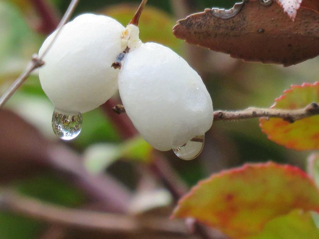Snow Berries With Raindrops by seattlite