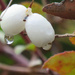 Snow Berries With Raindrops by seattlite