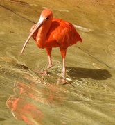 5th Feb 2019 - Flamingo Riddle