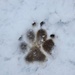 Pawprint by julienne1