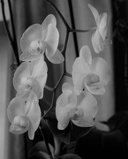 5th Feb 2019 - February 5: Orchid
