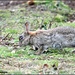 Isn't he a big bunny! by rosiekind