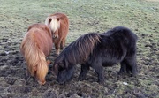 5th Feb 2019 - Shetland Ponies