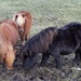 Shetland Ponies by lifeat60degrees
