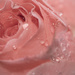 A rose again by seacreature