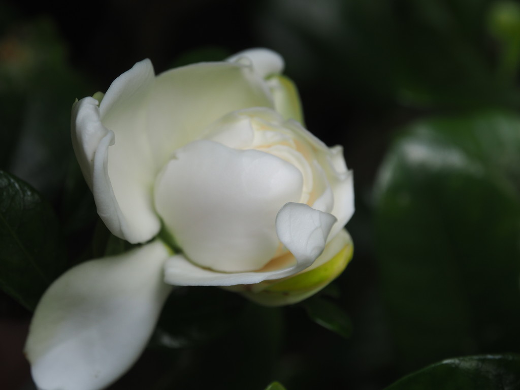 Magnolia flower by Dawn