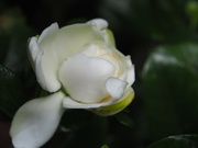 6th Feb 2019 - Magnolia flower
