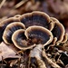Fungi Flower  by carole_sandford