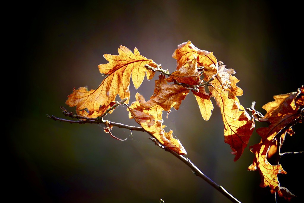 Backlit Leaves by carole_sandford
