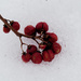 berries on ice by rminer