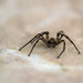 Itsy-bitsy Spider by farmreporter