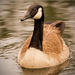 The Goose, Posing for a Shot! by rickster549