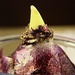Day 36:  Hyacinth Bulb by sheilalorson