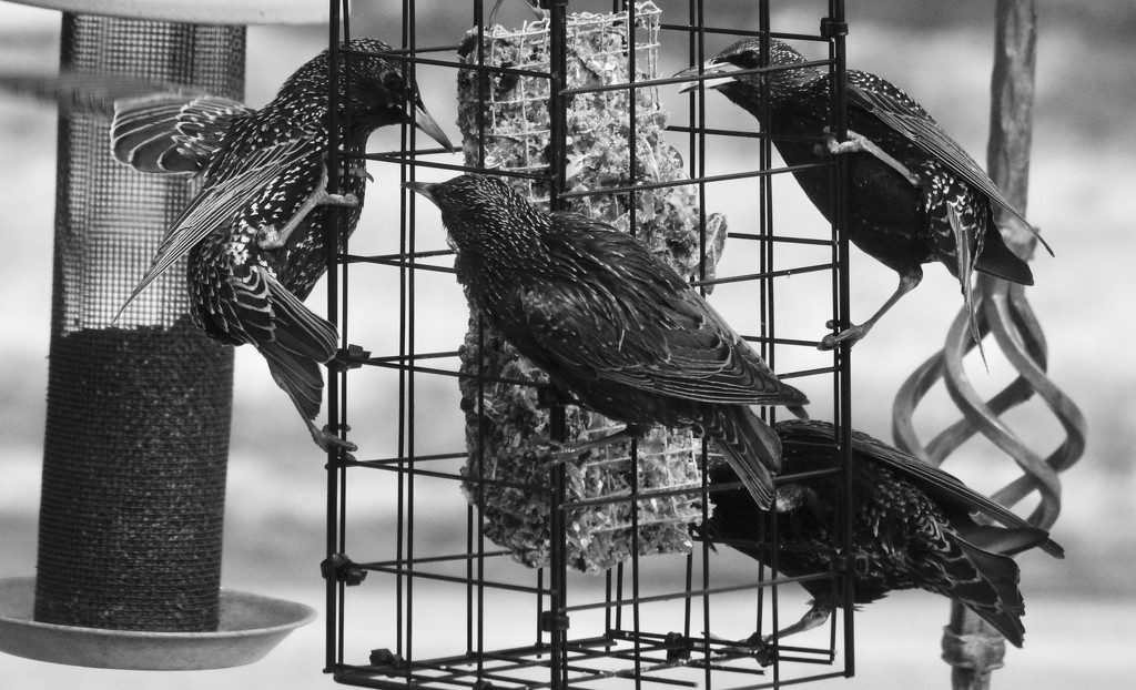 Homemade suet is the best... by amyk