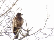 5th Feb 2019 - Juvenile bald eagle