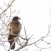 Juvenile bald eagle by amyk
