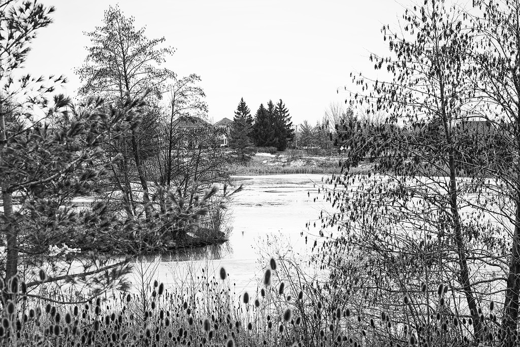 Ice Melt on the Pond by gardencat