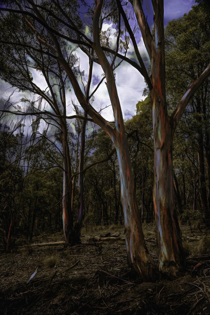 Rainbow gum trees by pusspup