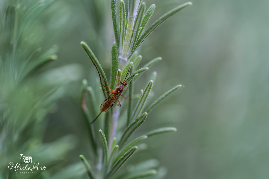 bug on the rosemary  by ulla