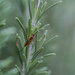 bug on the rosemary  by ulla
