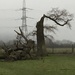 Dead Tree by cataylor41