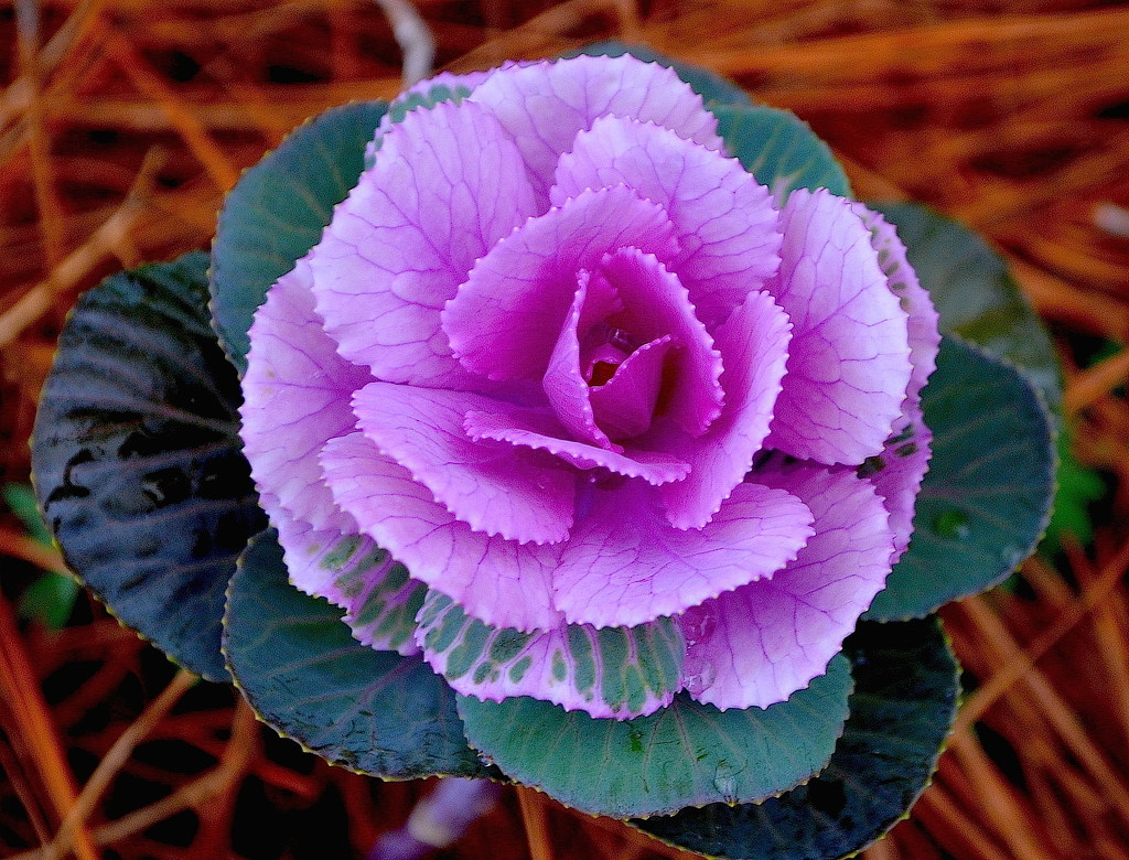 I believe this is referred to as an ornamental cabbage.   by congaree