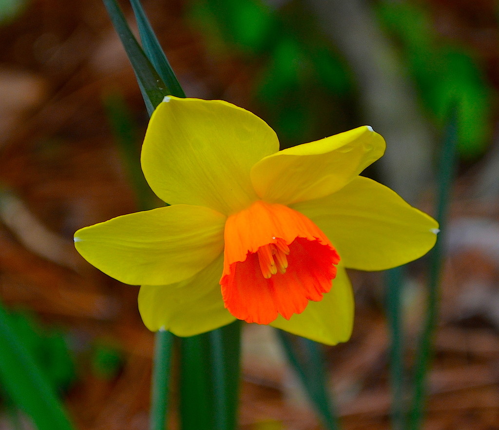 Our first daffodils by congaree
