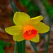 Our first daffodils by congaree