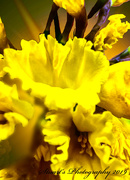 6th Feb 2019 - Daffodils 