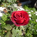 Can't believe it but the roses are coming out already!  by chimfa