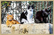6th Feb 2019 - "We've Got Our Eyes On You" (Benalmadena Cats)
