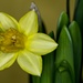 Narcissus by billyboy