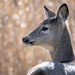 Mule Deer by stefneyhart