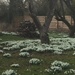 Snowdrops by snowy