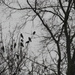 dark birds on a dark day by marijbar