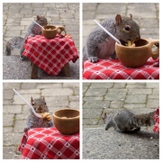 6th Feb 2019 - And the squirrel ran away with the spoon!