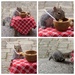 And the squirrel ran away with the spoon! by berelaxed