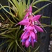 Tillandsia....Air Plant Flower ~   by happysnaps