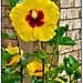 Yellow Hibiscus ~ by happysnaps