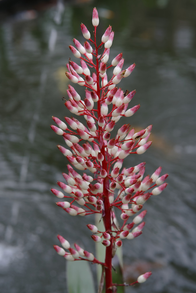 orchid red koi by rminer