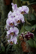 6th Feb 2019 - orchid moth purple