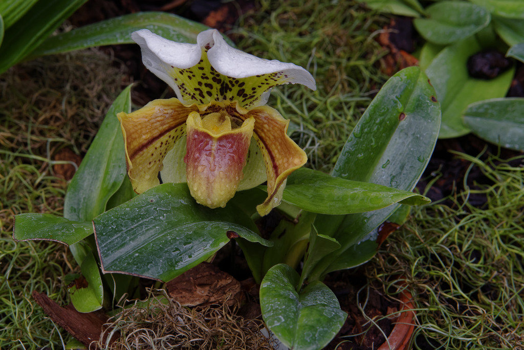 orchid lady slipper by rminer