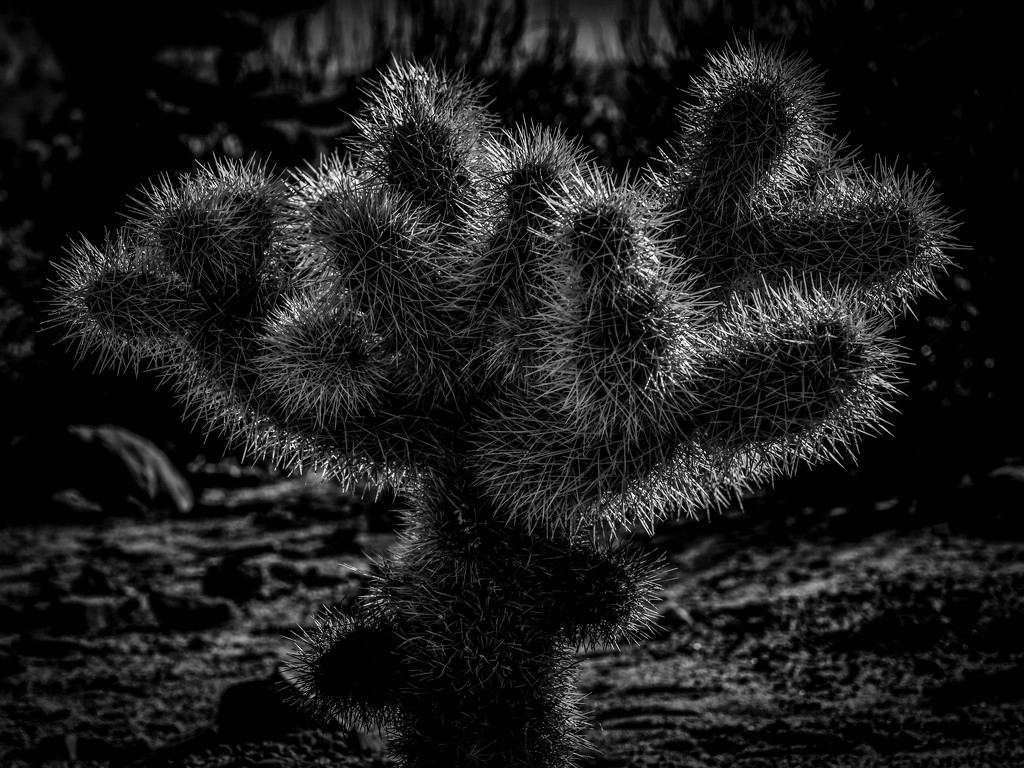 Little Cactus at Joshua Tree by taffy