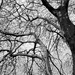 Winter branches  by beryl