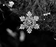 6th Feb 2019 - snowflake
