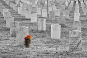 6th Feb 2019 - Jefferson Barracks National Cemetery, with Selective Color